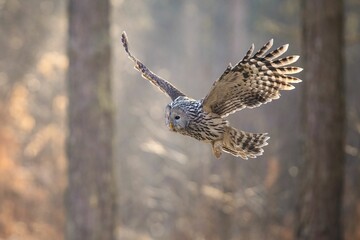 Ural owl flying in a forest