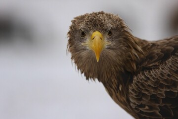 White-tailed eagle on blurred background