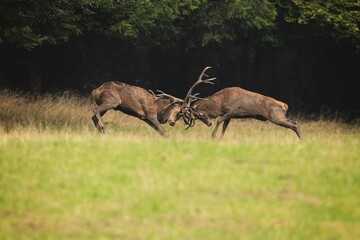 Closeup of red deer fighting in a field covered in greenery on a sunny day