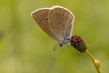 Closeup of a dusky large blue butterfly on a wildflower in a field with a blurry background