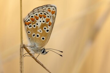 Closeup of a dusky large blue butterfly on a wildflower in a field with a blurry background