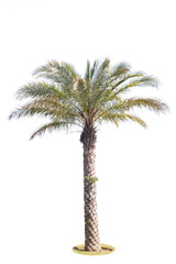 Palm tree isolated on white background.Save with clipping path.
