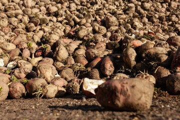 Pile of sugar beets under the sunlight