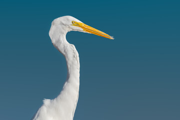 Great egret side portrait from the beach with sunlight coming on the right in Puerto Rico