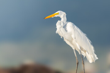 Great egret side portrait from the beach with sunlight coming on the left in Puerto Rico