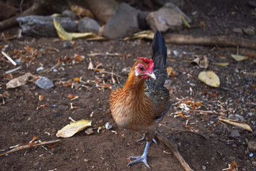 Curiosa gallina en busca de alimento para sus polluelos, gallina en el patio de la casa piso de tierra 