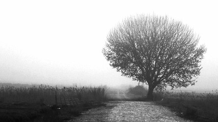 Grayscale of a weathered tree in a gloomy field
