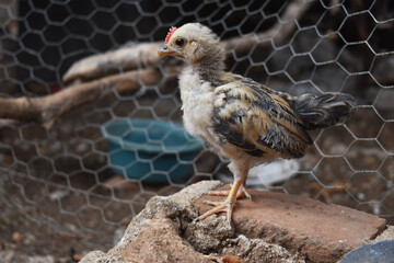 Joven gallo en crecimiento observando su territorio en busca de alimento