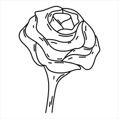 Beuatiful rose flower in hand drawn doodle style. Vector illustration isolated on white.