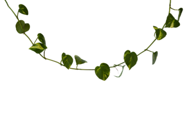 Golden pothos isolated on white background.