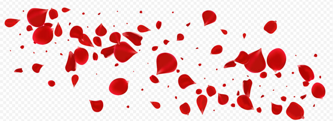 Delicate Lotus Spring Vector Panoramic