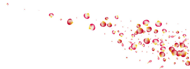 Delicate Lotus Falling Vector Panoramic White