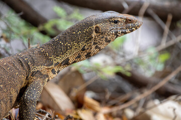 Monitor lizard also known as likkewaan, leguaan, or iguana

