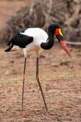 saddle billed stork