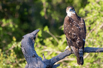 African Hawk Eagle in Kruger National Park (Grootjagarend)
