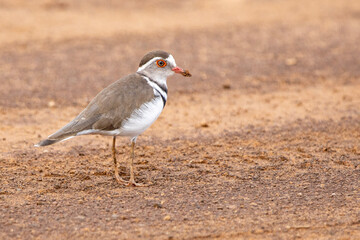 Tree-banded Plover, driebandstrandkiewiet