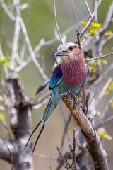 Lilac breasted roller sitting on a branch in the Kruger National Park