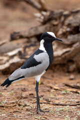 Blacksmith lapwing in Kruger National Park