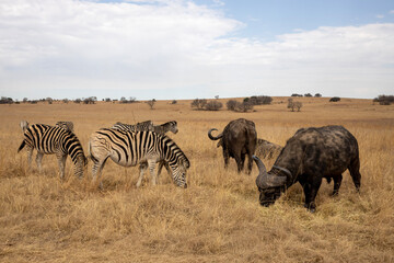 Fototapeta na wymiar Zebras and Buffaloes grazing in Rietvlei Game Reserve