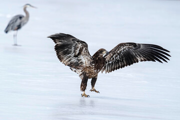 Eagle - Ice - Heron