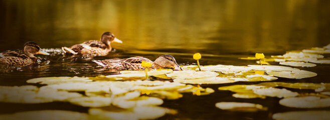 Cute brown ducklings swim in the river among yellow flowers and lily pads on a summer day. Flora and fauna of river places.