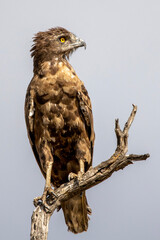 Brown snake eagle sitting on a branch in the Kruger National Park