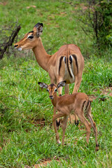 Impala Iamb in Kruger National Park 