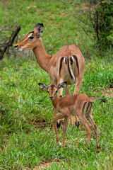 Fototapeta premium Impala Iamb in Kruger National Park 