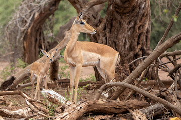 Naklejka na ściany i meble Impala Iamb in Kruger National Park