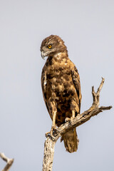Brown snake eagle sitting on a branch
