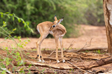 Impala Iamb in Kruger National Park
