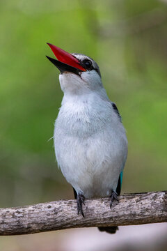 Bosveld, visvanger, woodland, kingfisher, fisher, bird, kruger national park