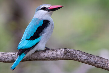 Bosveld, visvanger, woodland, kingfisher, fisher, bird, kruger national park