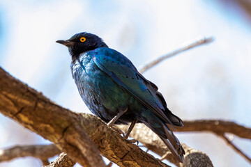 Greater Blue-eared Starling in Kruger National Park
