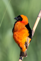Southern  Red Bishop