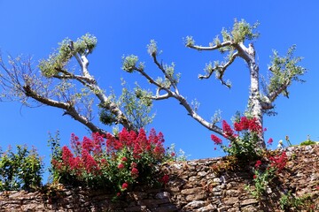 Low angle of blooming trees and shrubs on a brick wall against the blue sky