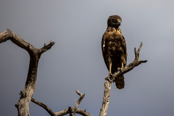 Brown snake eagle sitting on a branch