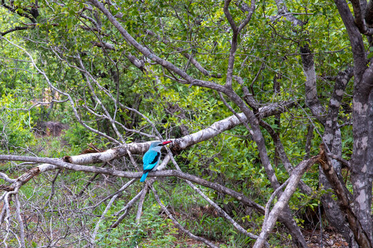woodland, kingfisher, bosveldvisvanger
