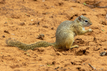 A Cape ground squirrel in the Kgalagadi Transfrontier Park