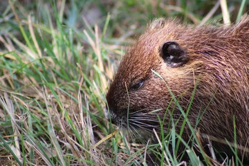 Closeup of a brown Nutria lying on the ground