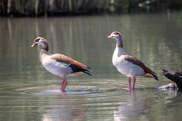 Egyptian goose, kolgans, 