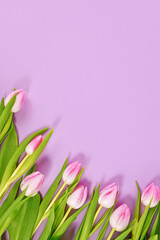 Tulip spring flowers with pink tips in corner of violet background with copy space