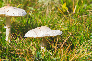 Mushrooms in green grass at dawn. Mushrooms in bright rays of sun close-up.