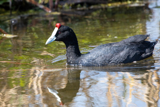 Bleshoender, red-knobbed coot on the water