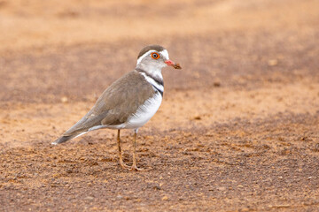 Three-banded plover, drieband strandkiewiet
