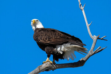 Adult Bald Eagle