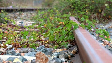 Detail of an old overgrown railway