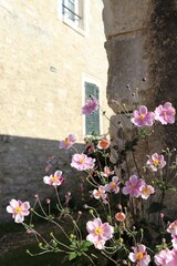 Japanese anemone flowers blooming in the city beside a stone building on a sunny day
