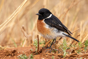 African Stonechat, Rietvlei nature reserve