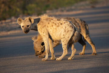 Spotted hyena in the road